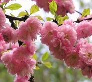 japanska ukrasna trešnja