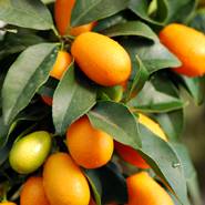 kunkvat - citrus