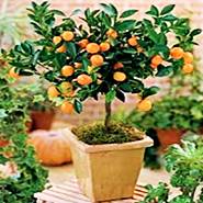 naranča - citrusi