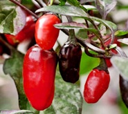 cili-paprika1 eko uzgoj:paprike, sadnja paprika i feferona u vrtu u tegle na terasi