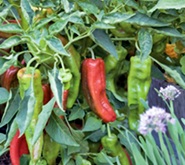 eko uzgoj:paprike, sadnja paprika i feferona u vrtu u tegle na terasi