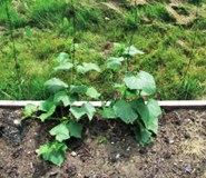 eko uzgoj: krastavaca, sadnja krastavaca u vrtu