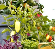 eko uzgoj:paprika, sadnja paprika u vrtu
