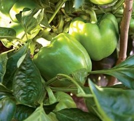 eko uzgoj: paprike, sadnja paprika u vrtu