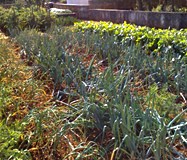 eko uzgoj: krastavaca, sadnja krastavaca u vrtu