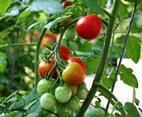 eko uzgoj: rajčice