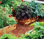 eko uzgoj: kompatibilne biljke
